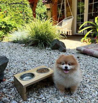 Dřevěný stojan s nerezovými vyjímatelnými miskami pro krmení Vašich mazlíčků je ideální volbou do Vašeho domova. 🐶 #dog...